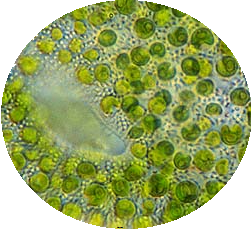 Chlorella, die Mikroalge mit einzigartigen Eigenschaften